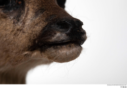 Mouth Nose Deer Animal photo references